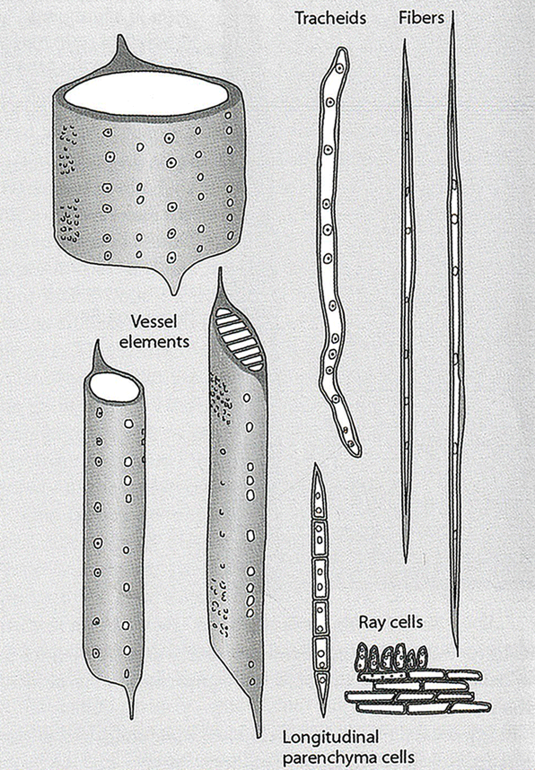 Various cells in hardwoods and softwoods. Illustration by Bruce Hoadley.