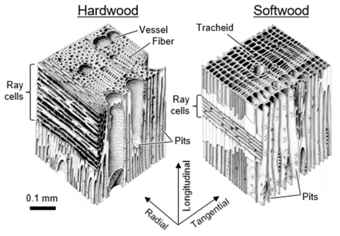 Diagram of the cross section of hardwood and softwood. Illustration from mdpi.com.